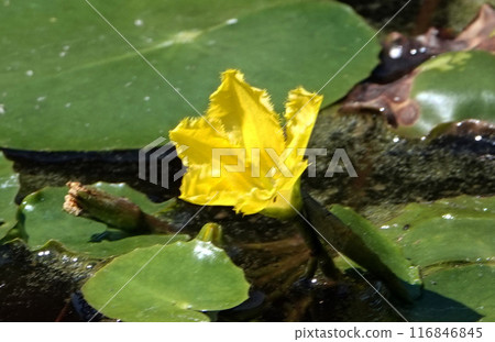 淺草花3 116846845