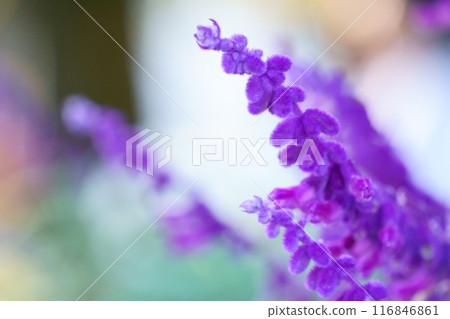 Salvia leucantha Amethyst sage 116846861