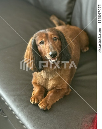 Dogs to be saved 116847075