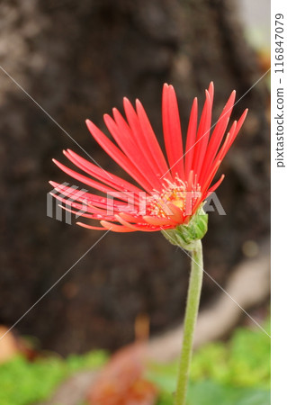 紅色非洲菊花卉 116847079