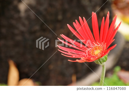 紅色非洲菊花卉 116847080
