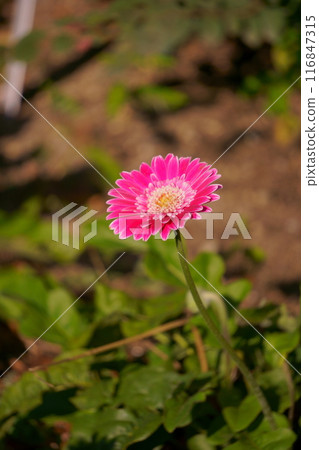 粉紅花園非洲菊 garbinea 116847315