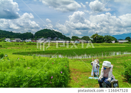 Rice fields in Oaza Oka, Asuka Village, Takaichi District and Tachibana-dera Temple, the birthplace of Prince Shotoku July 17, 2024 116847528
