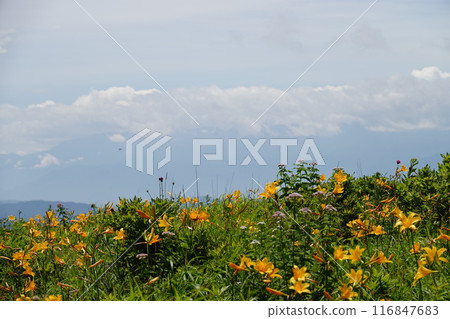 The number one day lily in Japan on the Kirigamine Plateau The number one day lily in Japan on the Kirigamine Plateau 116847683