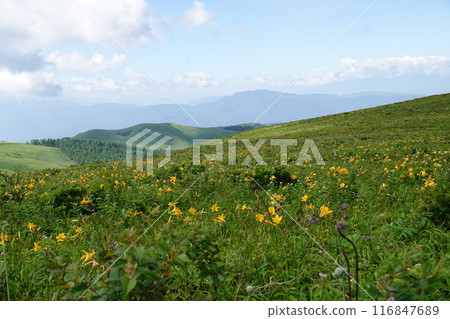 The number one day lily in Japan on the Kirigamine Plateau 116847689