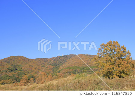 茨城縣寶鏡山，晴朗的天空下，秋葉色彩鮮豔 116847830