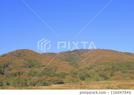 茨城縣寶鏡山，晴朗的天空下，秋葉色彩鮮豔 116847849