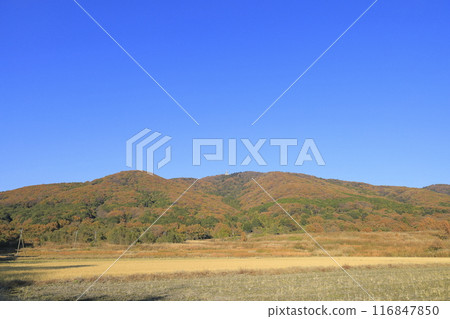 茨城縣寶鏡山，晴朗的天空下，秋葉色彩鮮豔 116847850