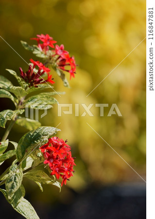 Pentas,一種開有小紅色花朵的花 Pentas,一種開有小紅色花朵的花 116847881