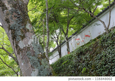 紅蜘蛛百合開始盛開的大原三千院參道（京都府大原） 116848002