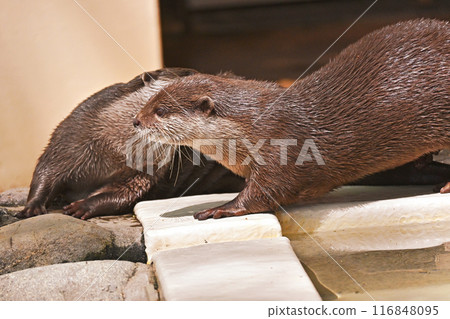 Two Asian small-clawed otters cuddling Two Asian small-clawed otters cuddling 116848095