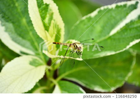 A dragonfly that sticks to the leaves A dragonfly that sticks to the leaves 116848250