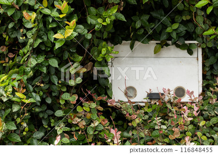 Summer leaves and white postbox 116848455