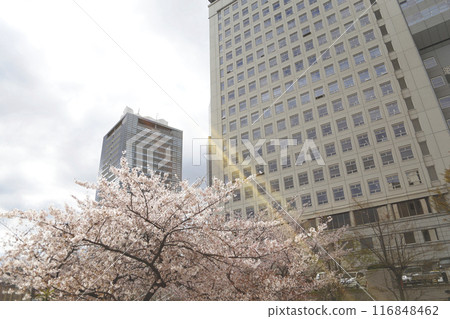 Light shining through the clouds onto downtown buildings and cherry blossoms 116848462