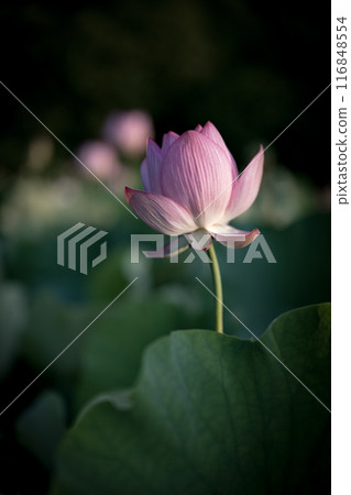 Ancient lotus in summer, Koga Comprehensive Park (Koga Kokuho Park) 116848554