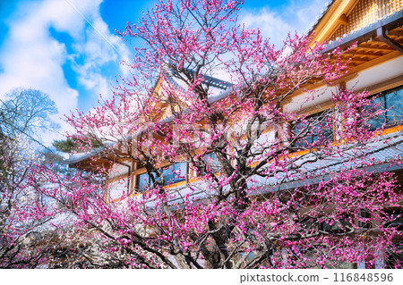 Kitano Tenman-gu's plum 116848596
