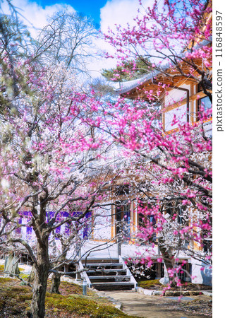 Kitano Tenman-gu's plum Kitano Tenman-gu's plum 116848597