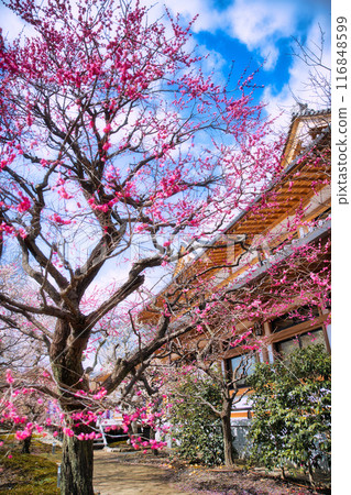 Kitano Tenman-gu's plum 116848599