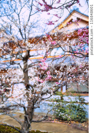 Kitano Tenman-gu的李子 116848601