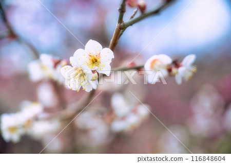 Kitano Tenman-gu's plum Kitano Tenman-gu's plum 116848604