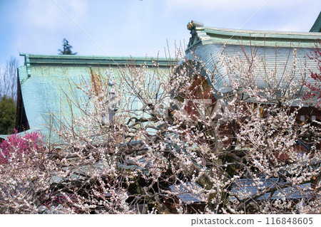 Kitano Tenman-gu's plum 116848605