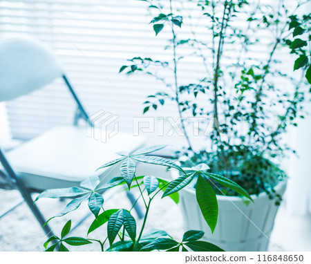 觀賞植物的房間 觀賞植物的房間 116848650