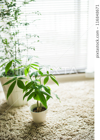 觀賞植物的房間 觀賞植物的房間 116848671