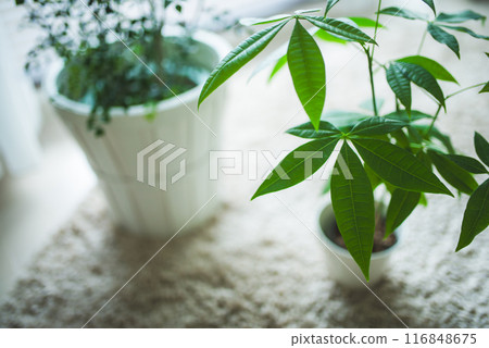 葉子植物 116848675