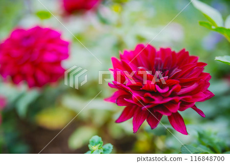 Dahlia 116848700
