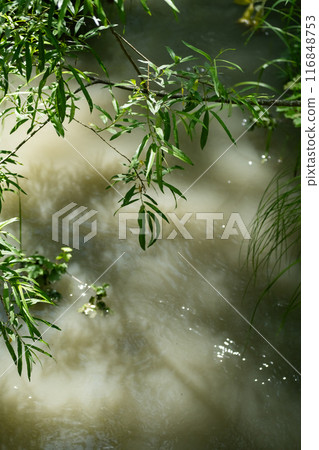 Green Leaves Over Water With Shadows Reflecting In The Background. Green Leaves Over Water With Shadows Reflecting In The Background. 116848753