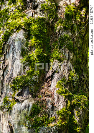 Close up of tree bark with moss and lichen in natural light. 116848764
