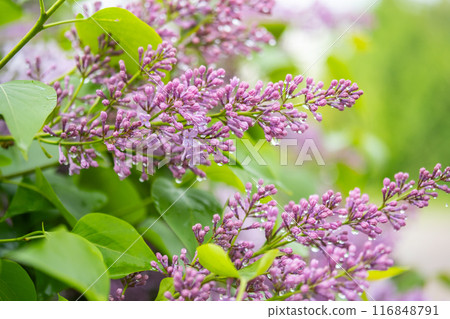 Close up of vibrant lilac flowers with water droplets on natural background. 116848791