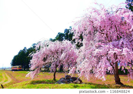 櫻花盛開 花長井線 山形鐵道宇前成田站 116848824