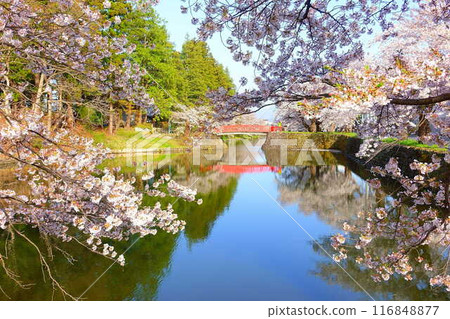 櫻花盛開,花筏,松崎公園,櫻花,櫻花,染井吉野櫻花樹 櫻花盛開,花筏,松崎公園,櫻花,櫻花,染井吉野櫻花樹 116848877