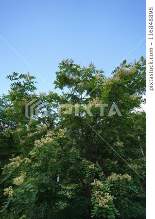 夏季綠色的 Enju 花 夏季綠色的 Enju 花 116848898