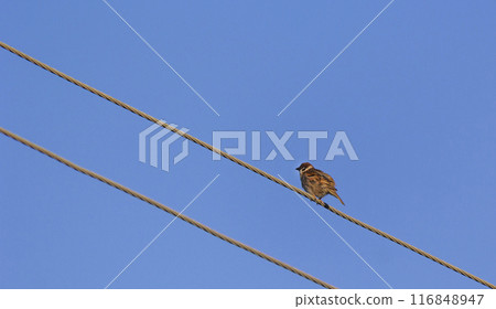 Eurasian Tree Sparrow Passer montanus, beautiful brown bird on wires. Eurasian Tree Sparrow Passer montanus, beautiful brown bird on wires. 116848947