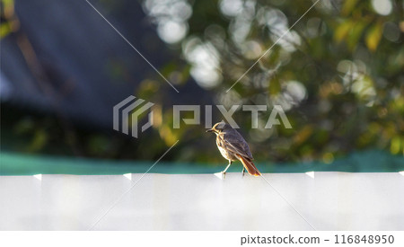 Black redstart on a fence early in the morning in summer Black redstart on a fence early in the morning in summer 116848950