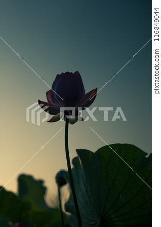 Ancient lotus in summer, Koga Comprehensive Park (Koga Kokuho Park) 116849044