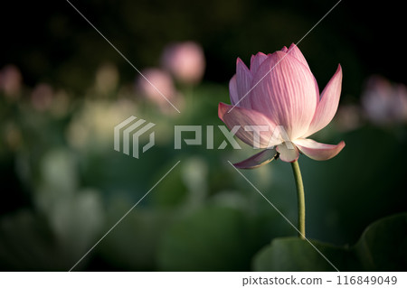 Ancient lotus in summer, Koga Comprehensive Park (Koga Kokuho Park) Ancient lotus in summer, Koga Comprehensive Park (Koga Kokuho Park) 116849049