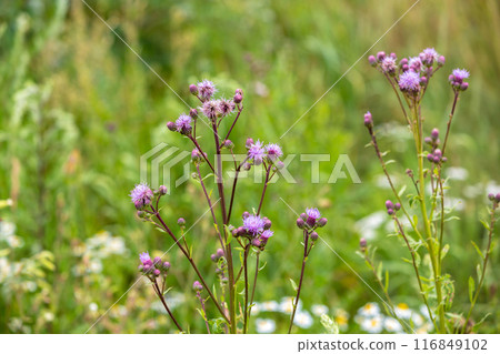 Flowering creeping thistle (Cirsium arvense, also Canada thistle or field thistle). The creeping thistle is considered a noxious weed in many countries. 116849102