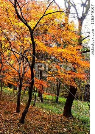 Autumn leaves of maple in a wooded area [Tsukui, Sagamihara City, December] 116849107