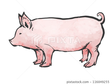 豬的手寫畫筆繪畫風格插圖 116849255