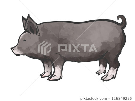 豬的手寫畫筆繪畫風格插圖 116849256