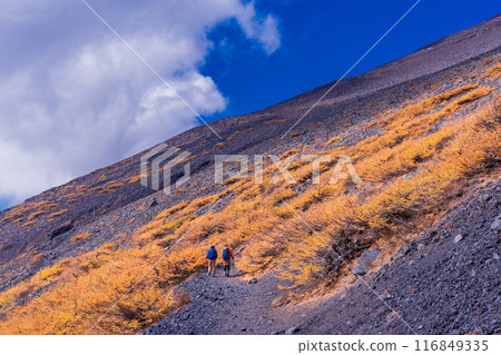 [Shizuoka Prefecture] Climbers walking along the tree line on the Fujinomiya mountain trail at Mt. Fuji 116849335
