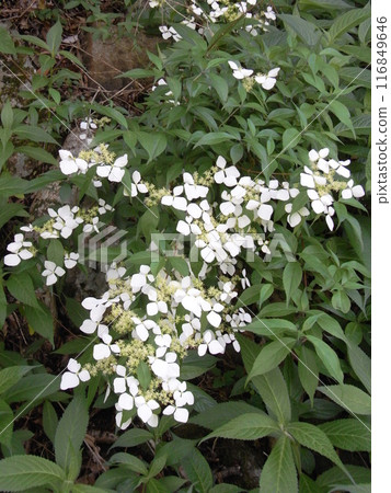 東丹澤的自然（神奈川縣） 116849646