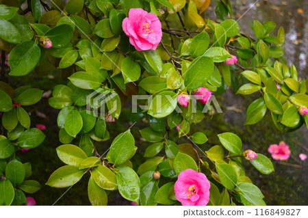 Pink camellia flowers, Kyoto 116849827