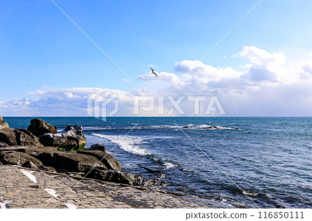 Seagulls fly around Ayoroko Beach in early winter in Shiraoi, Hokkaido [December] 116850111