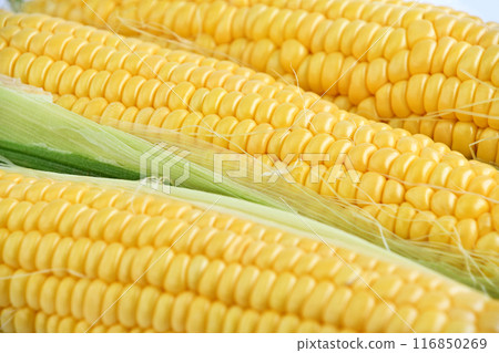 玉米（夏季節） 116850269