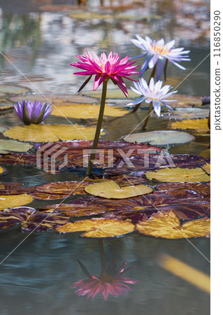 Water lily flower floating on the surface of the water Water lily flower floating on the surface of the water 116850290