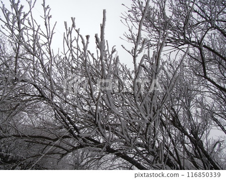 Nature of the Tanzawa Mountains (Kanagawa Prefecture) Nature of the Tanzawa Mountains (Kanagawa Prefecture) 116850339